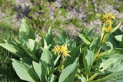 Great Yellow Gentian In the mountain meadows, Picos de Europa Cantabria,Gentiana lutea,Great Yellow Gentian,Picos de Europa,Spain