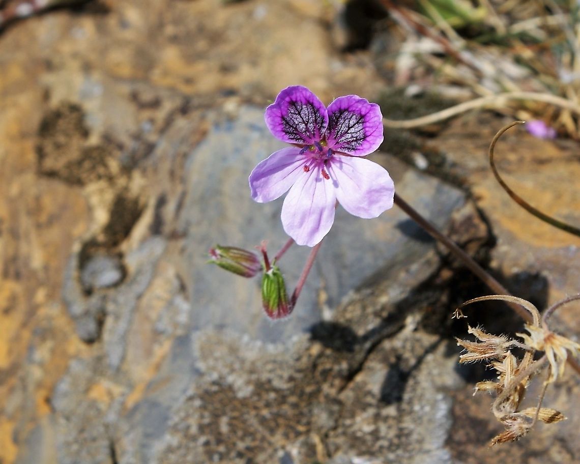 Spanish Eye Storksbill Very, very striking and rare endemic, I believe. Cantabria,Erodium glandulosum,Picos de Europa,Spain,Spanish Eye Storksbill