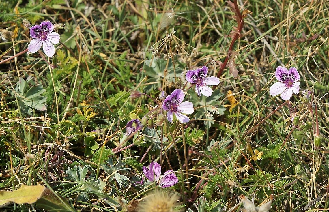 Spanish Eyes Storksbill Glorious striking endemic Cantabria,Erodium glandulosum,Picos de Europa,Spain,Spanish Eye Storksbill