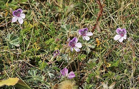 Spanish Eyes Storksbill Glorious striking endemic Cantabria,Erodium glandulosum,Picos de Europa,Spain,Spanish Eye Storksbill
