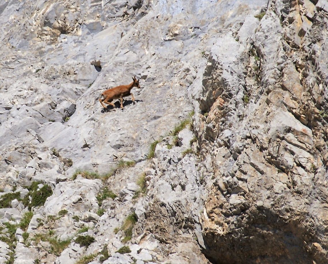 Cantabrian Chamois Very nimble member of the goat family.  spp parva. Cantabrian chamois,Rupicapra pyrenaica