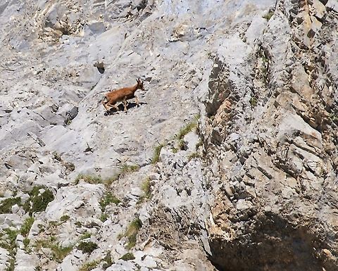 Cantabrian Chamois Very nimble member of the goat family.  spp parva. Cantabrian chamois,Rupicapra pyrenaica