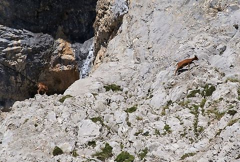 Cantabrian Chamois Cantabrian Chamois - this chamois is ssp parva from the Pico de Europa Cantabria,Cantabrian chamois,Picos de Europa,Rupicapra pyrenaica,Spain