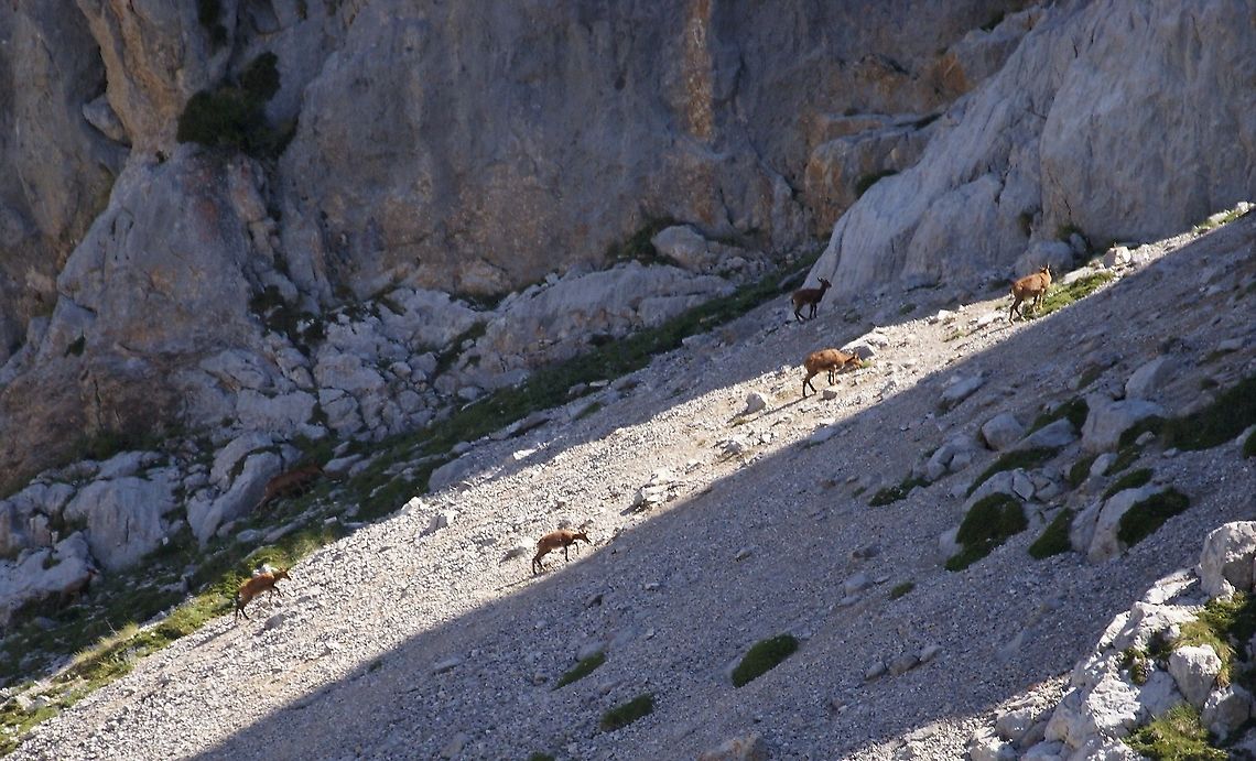 Cantabrian Chamois Rupicapra pyrenaica ssp parva - There are 3 ssp - this is the Cantabrian.  The other 2 spp live in the Appenines in Italy &amp; the Pyrenees.  These were above 2,000m Cantabria,Cantabrian chamois,Picos de Europa,Rupicapra pyrenaica,Spain