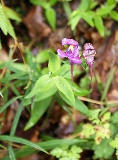 3 birds toadflax Only saw this, the once in the high cantabrian cordillera 3 birds toadflax,Cantabria,Linaria triornithophora,Picos de Europa,Spain