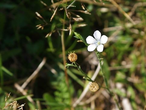 Pale Flax Another flower of the mountain meadows Cantabria,Linum bienne,Pale Flax,Picos de Europa,Spain