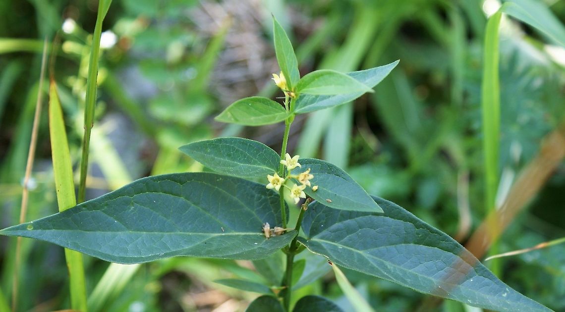 Vincetoxicum hirundinaria - Swallow-wort This is very poisonous but, as with many poisonous plants, it also has medical uses; the generic name Vincetoxicum means ‘antidote to poison’. The specific name hirundinaria refers to the resemblance its seed pods have in shape to a swallow’s wings or tail. Cantabria,Picos de Europa,Spain,Swallow-wort,Vincetoxicum hirundinaria