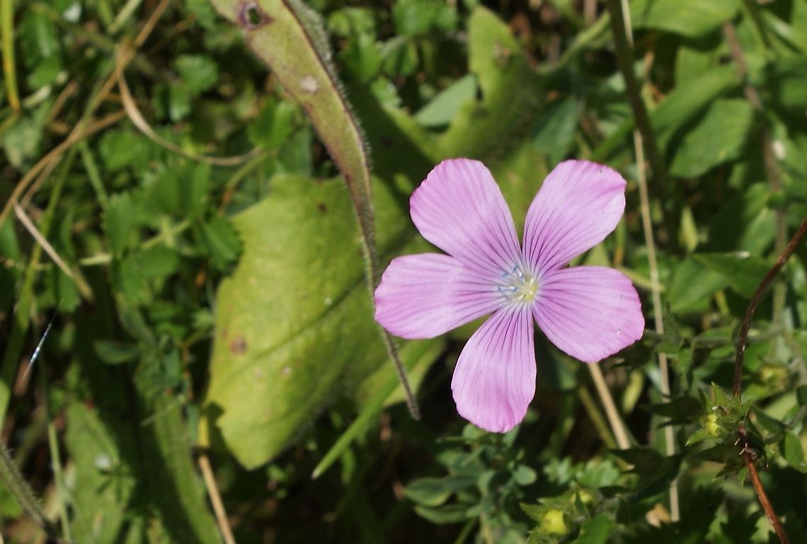 Linum viscosum - Sticky Flax Another of the flax family, this with pink flower. Cantabria,Linum viscosum,Picos de Europa,Spain,Sticky Flax