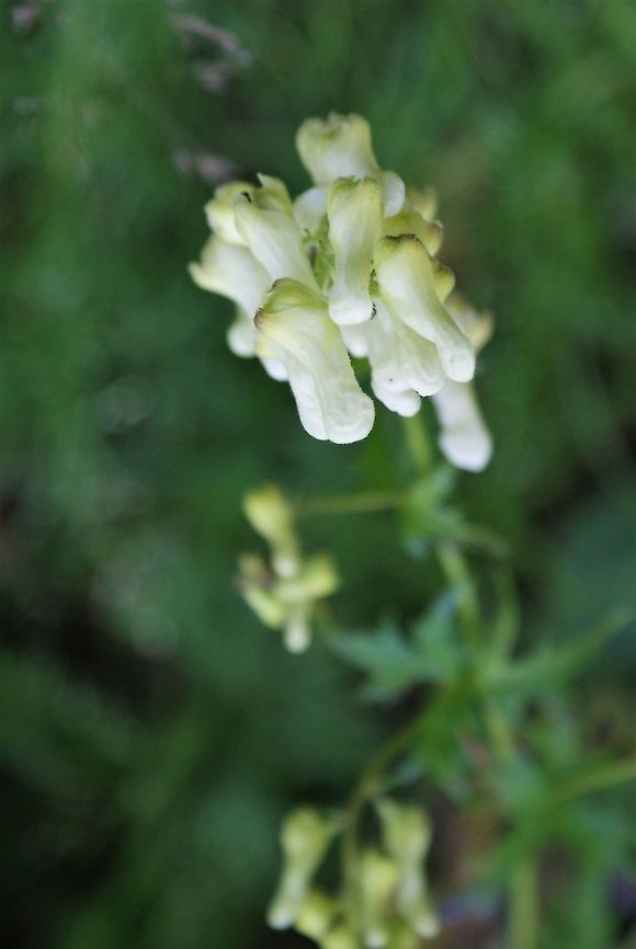 Aconitum vulparia - Wolfsbane Another member of the poisonous monkshood family Aconitum vulparia,Cantabria,Picos de Europa,Spain,Wolf's Bane,Wolfsbane