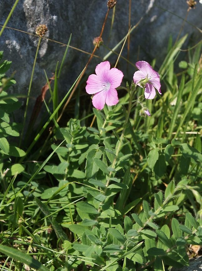 Linum viscosum  Linum viscosum,Sticky Flax