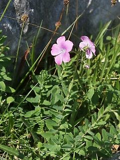 Linum viscosum  Linum viscosum,Sticky Flax