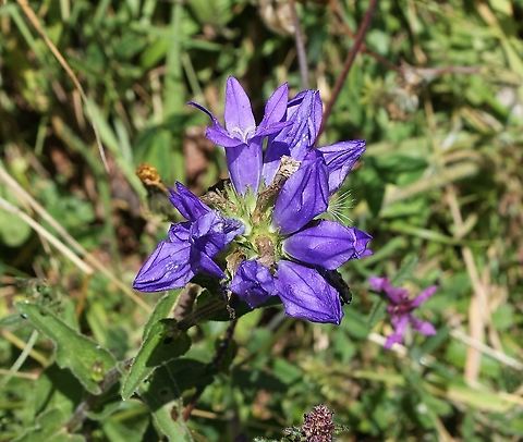 Clustered Bellflower In the hay meadows of the Picos. Campanula glomerata,Cantabria,Clustered bellflower,Picos de Europa,Spain