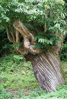 Pollarded Sweet Chestnut Quite often pollarded in the Picos,  ash trees (Fraxinus excelsior) are also pollarded there. Cantabria,Castanea sativa,Picos de Europa,Pollarded,Spain,Sweet Chestnut