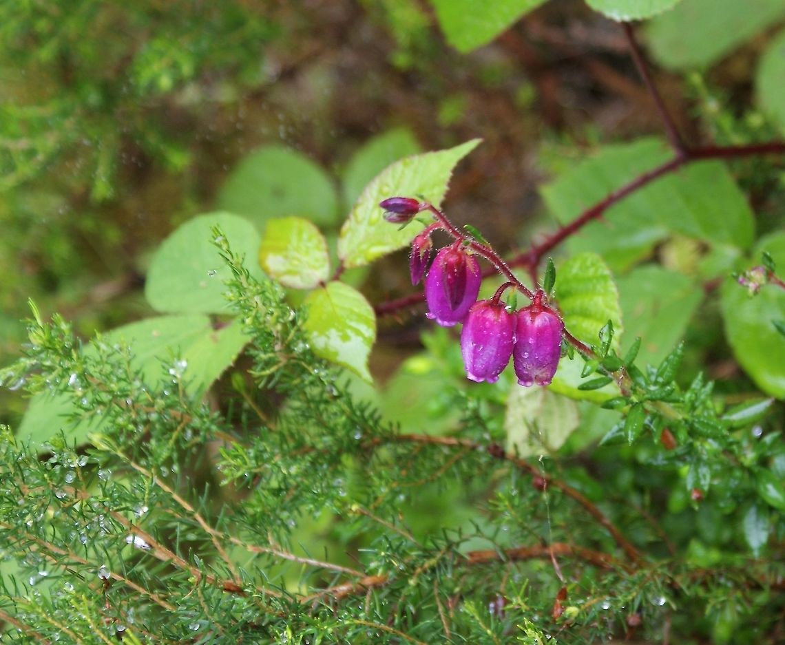 Daboecia cantabrica - St Dabeoc’s A large flowered heather from the Picos de Europa Cantabria,Daboecia cantabrica,Picos de Europa,Spain,St Dabeoc’s Heath,St. Dabeoc's Heath