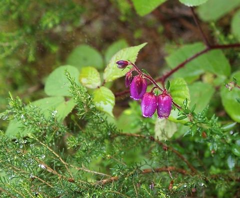 Daboecia cantabrica - St Dabeoc’s A large flowered heather from the Picos de Europa Cantabria,Daboecia cantabrica,Picos de Europa,Spain,St Dabeoc’s Heath,St. Dabeoc's Heath