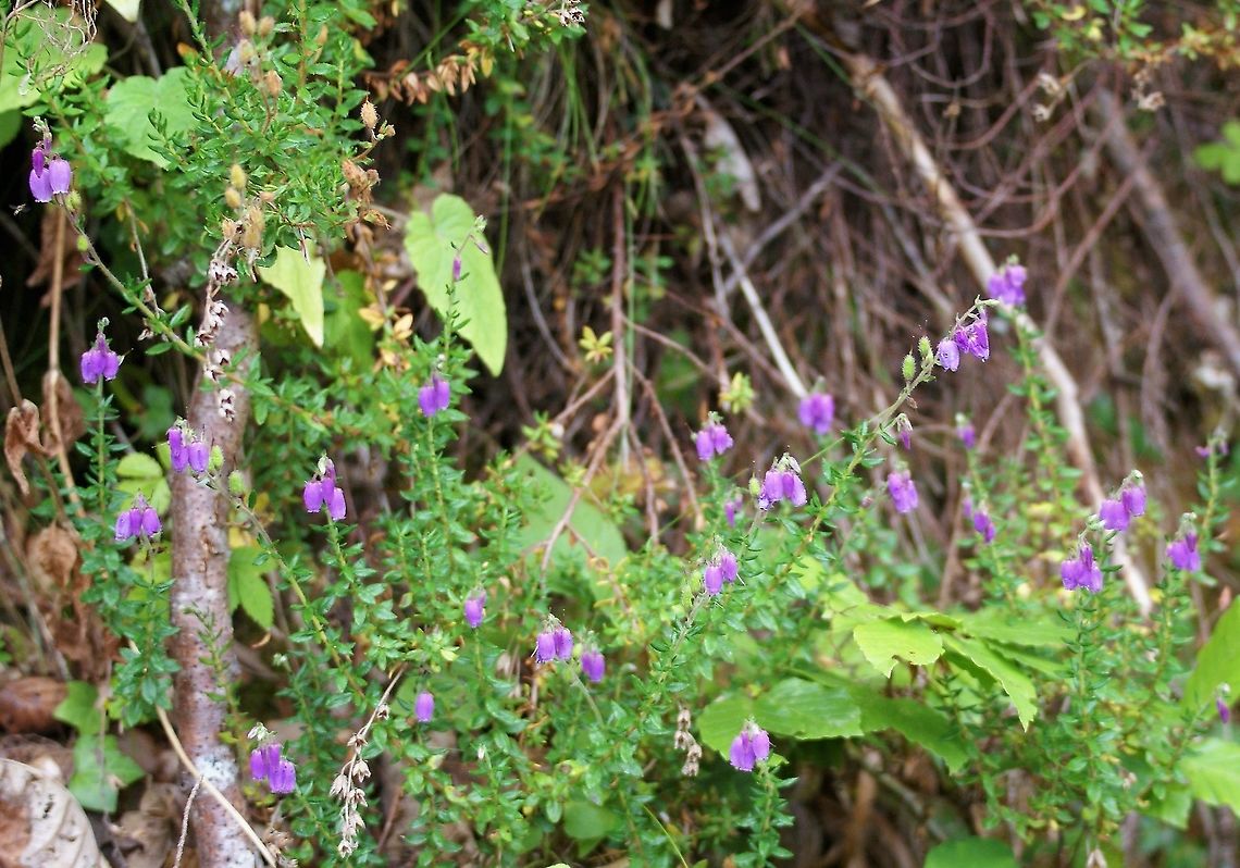 St. Dabeoc's Heath St Dabeoc's Heath in Picos de Europa Cantabria,Dabeocia cantabrica,Daboecia cantabrica,Picos de Europa,Spain,St Dabeoc&rsquo;s Heath,St. Dabeoc's Heath