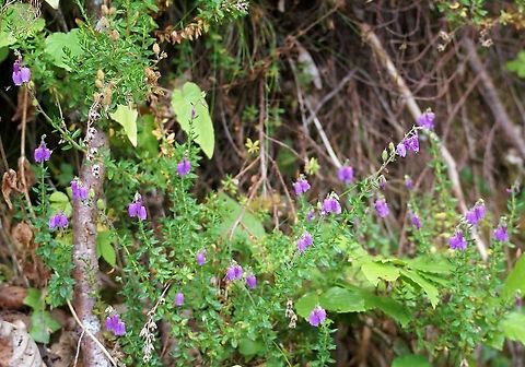 St. Dabeoc's Heath St Dabeoc's Heath in Picos de Europa Cantabria,Dabeocia cantabrica,Daboecia cantabrica,Picos de Europa,Spain,St Dabeoc’s Heath,St. Dabeoc's Heath
