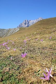 False Meadow Saffron Growing on the mountainside Cantabria,Colchicum montanum,False Meadow Saffron,Picos de Europa,Spain
