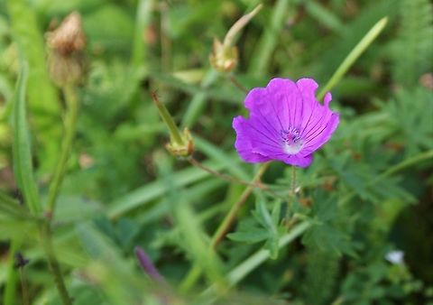 Bloody cranesbill  Bloody geranium,Cantabria,Geranium sanguineum,Picos de Europa,Spain