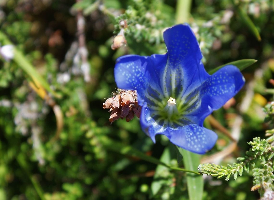 Marsh Gentian - Close-up Close up of this flower at altitude. Cantabria,Gentiana pneumonanthe,Marsh Gentian,Picos de Europa,Spain