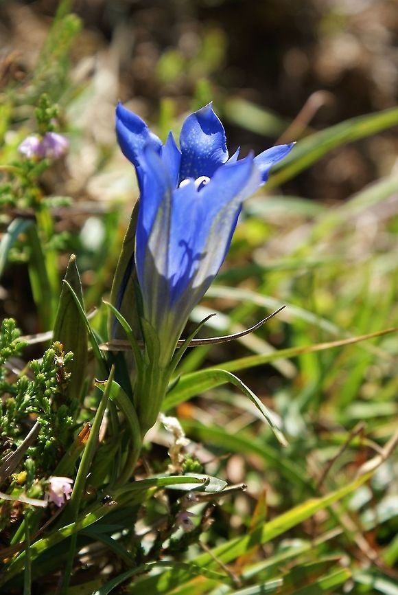 Marsh Gentian - Side on Close up side view of this beautiful gentian in the Picos Cantabria,Gentiana pneumonanthe,Marsh Gentian,Picos de Europa,Spain