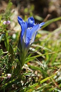 Marsh Gentian - Side on Close up side view of this beautiful gentian in the Picos Cantabria,Gentiana pneumonanthe,Marsh Gentian,Picos de Europa,Spain