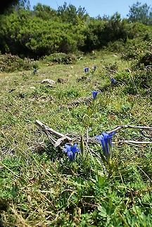 Marsh Gentian Definitely not found in a marsh or moorland but half way up the high peaks of the Picos Cantabria,Gentiana pneumonanthe,Marsh Gentian,Picos de Europa,Spain