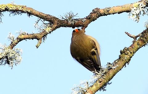 Goldcrest showing off Goldcrest showing the two-tone of it's crest in winter sun Cumbria,Goldcrest,Kings Meaburn,Regulus regulus
