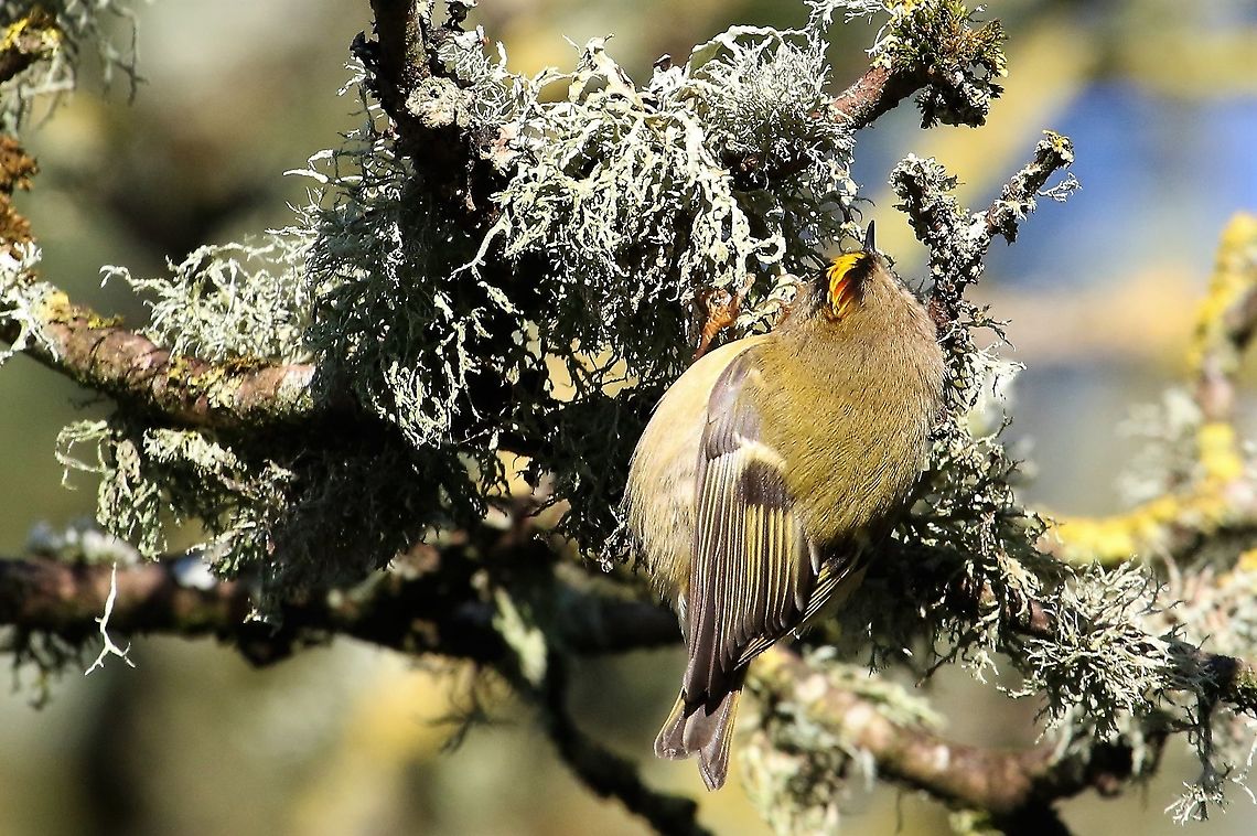 Goldcrest Investigating the moss on an acer in one of the few places where the sun has thawed it. Cumbria,Goldcrest,Kings Meaburn,Regulus regulus