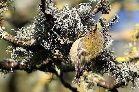 Goldcrest Investigating the moss on an acer in one of the few places where the sun has thawed it. Cumbria,Goldcrest,Kings Meaburn,Regulus regulus