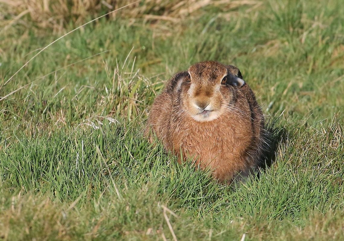 Hare with enigmatic expression Amazing expressive face! Cumbria,European hare,Kings Meaburn,Lepus europaeus