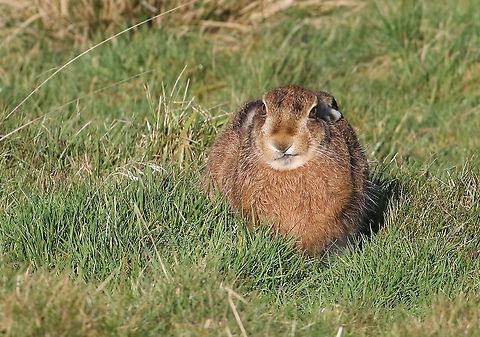 Hare with enigmatic expression Amazing expressive face! Cumbria,European hare,Kings Meaburn,Lepus europaeus