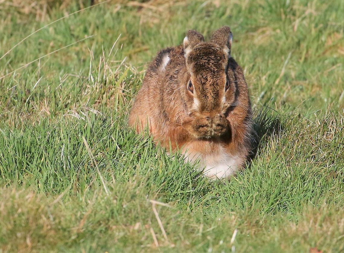 Brown Hare waking up Managed to walk up to 25metres from 3 hares sleeping in the winter sun.  This one then woke up and got going. Cumbria,European hare,Kings Meaburn,Lepus europaeus
