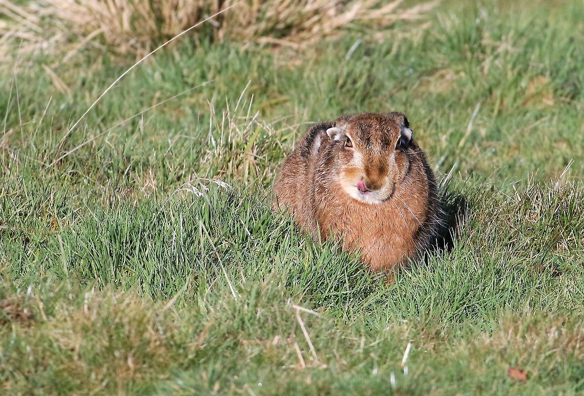 Brown Hare licking lips A wonderful creature Cumbria,European hare,Kings Meaburn,Lepus europaeus