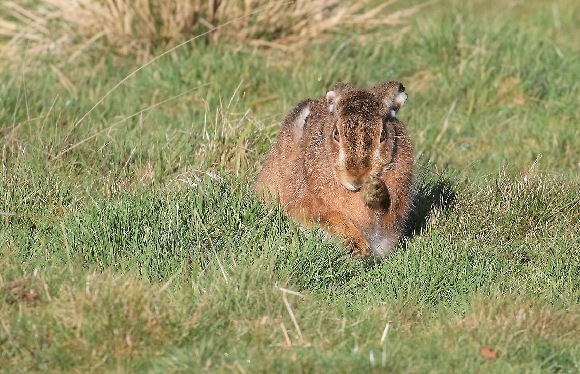 Hare having wash and brush up 1  Cumbria,European hare,Kings Meaburn,Lepus europaeus
