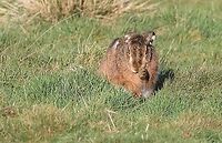 Hare having wash and brush up 1  Cumbria,European hare,Kings Meaburn,Lepus europaeus