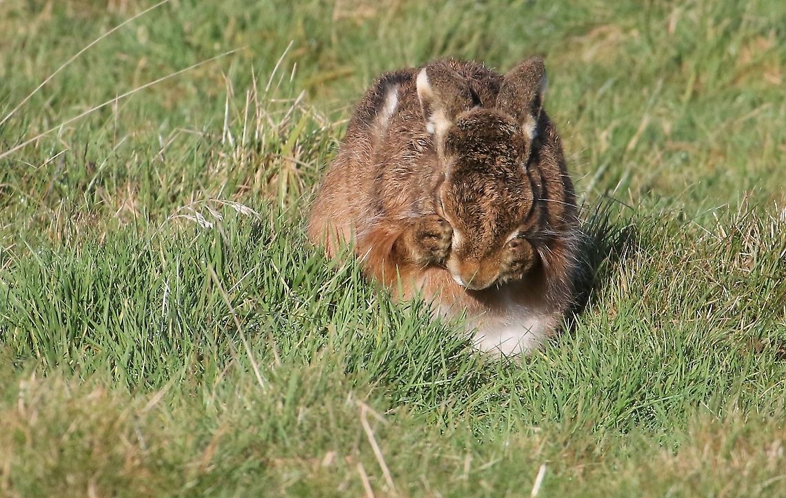 Hare having wash and brush up 4  Cumbria,European hare,Kings Meaburn,Lepus europaeus
