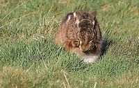 Hare having wash and brush up 4  Cumbria,European hare,Kings Meaburn,Lepus europaeus