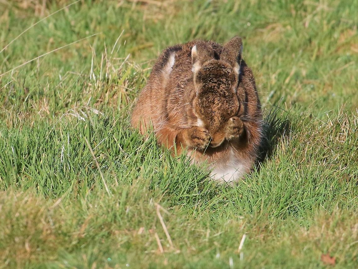 Hare having wash and brush up 3  Cumbria,European hare,Kings Meaburn,Lepus europaeus