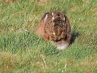 Hare having wash and brush up 3  Cumbria,European hare,Kings Meaburn,Lepus europaeus
