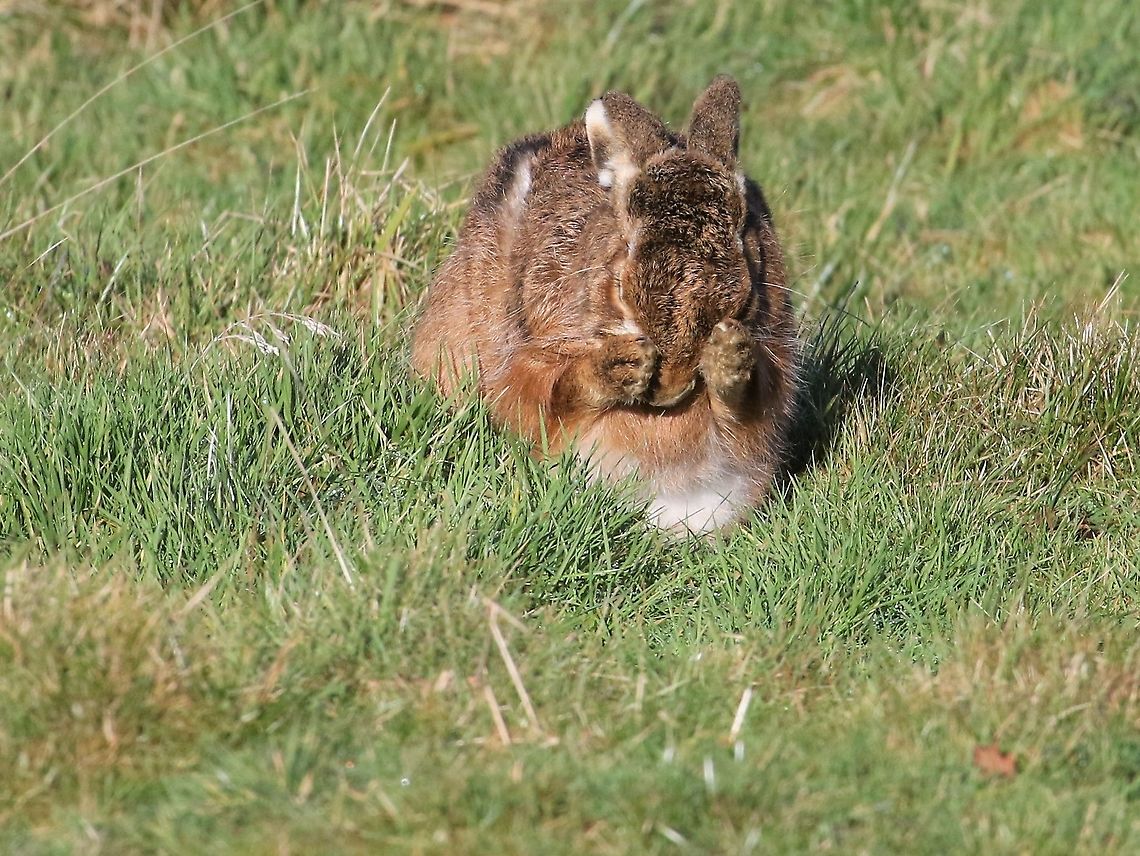 Hare having wash and brush up 2  Cumbria,European hare,Kings Meaburn,Lepus europaeus