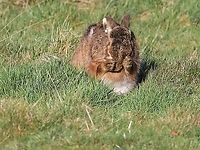 Hare having wash and brush up 2  Cumbria,European hare,Kings Meaburn,Lepus europaeus