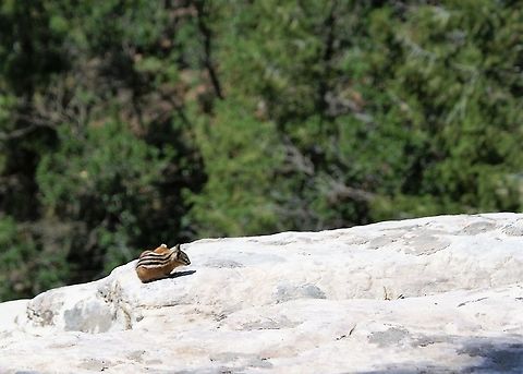 Unita Chipmunk On the North Rim of the Grand Canyon Arizona,Grand Canyon National Park,Neotamias umbrinus,Uinta chipmunk