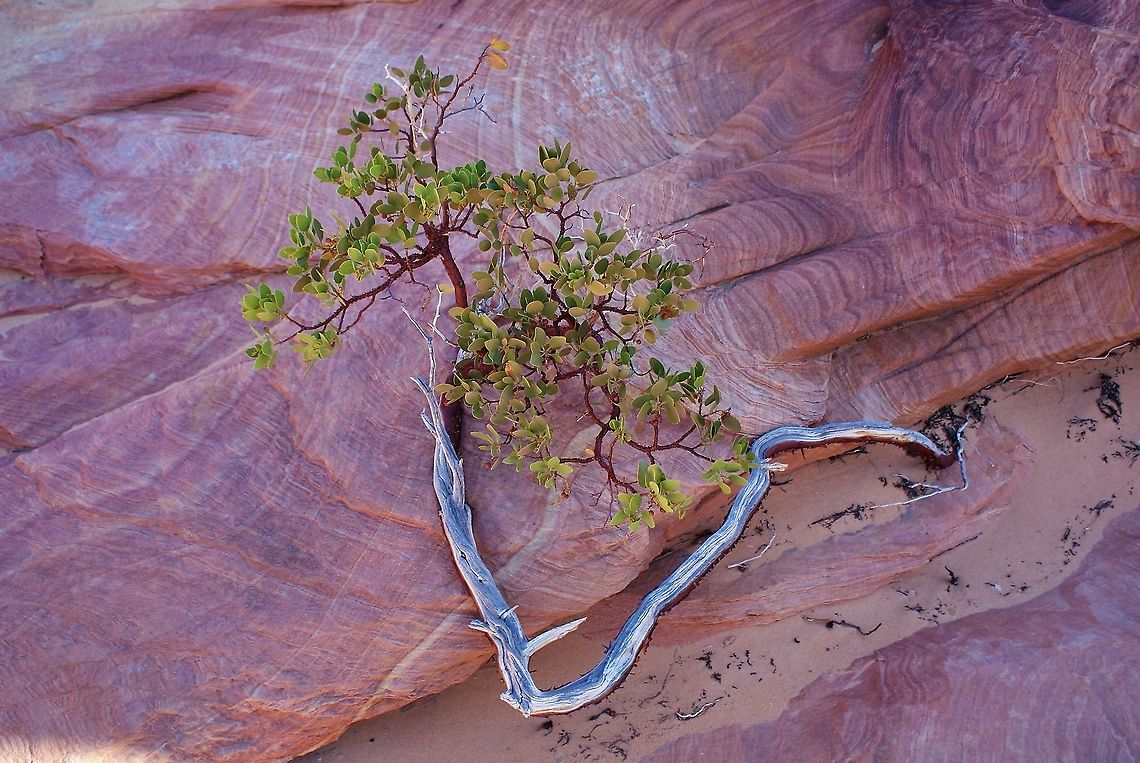 Pointleaf Manzanita on petrified sand dunes In the North Coyote Buttes area of the Paria Vermilion Cliffs Wilderness, close by &quot;The Wave&quot;.  A magical place. Arctostaphylos pungens,Arizona,North Coyote Buttes,Pointleaf Manzanita