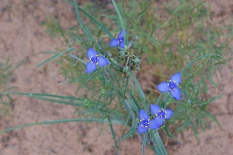 Prairie Spiderwort At South Coyote Buttes Arizona,Douth Coyote Buttes,Tradescantia occidentalis,Western spiderwort