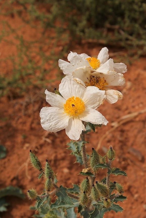 Prickly Poppy In the desert at South Coyote Buttes. Agremone pleiacantha,Arizona,Pricly Poppy,South Coyote Buttes