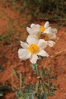 Prickly Poppy In the desert at South Coyote Buttes. Agremone pleiacantha,Arizona,Pricly Poppy,South Coyote Buttes