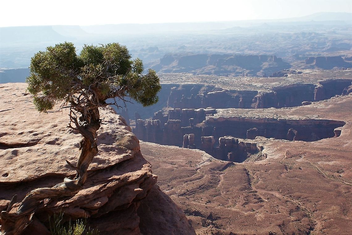 Utah Juniper at Green River Overlook Wonderfully twisted and convoluted tree in Canyonlands NP Canyonlands,Juniperus osteosperma,Utah,Utah Juniper