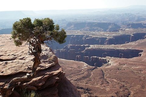 Utah Juniper at Green River Overlook Wonderfully twisted and convoluted tree in Canyonlands NP Canyonlands,Juniperus osteosperma,Utah,Utah Juniper