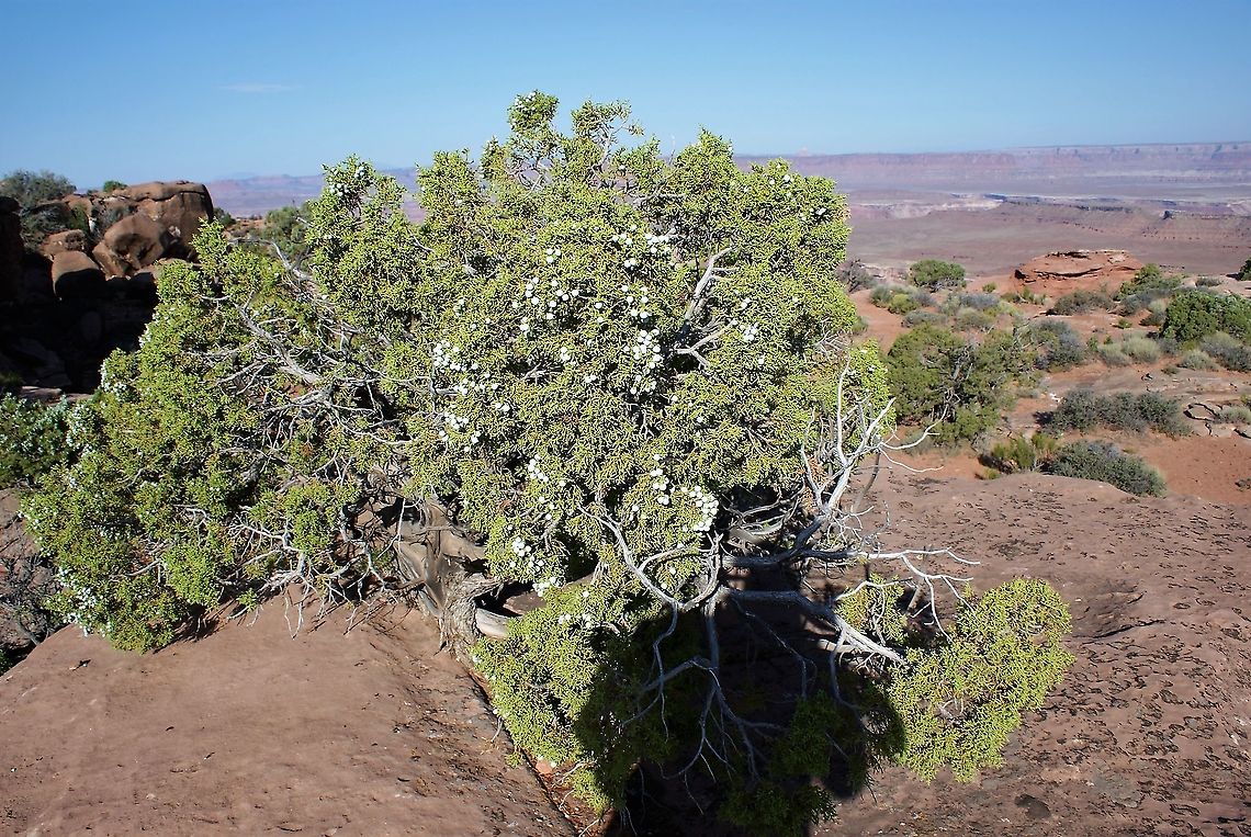 Utah Juniper at Green River Overlook The Utah Juniper in Canyonlands National Park Canyonlands NP,Juniperus osteosperma,Utah,Utah Juniper